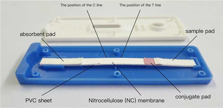 Fig.8 Colloidal gold-based lateral immunochromatographic. (Yu, et al., 2018)