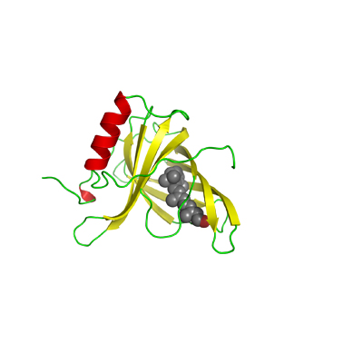 IVD Antibody Development Services for RBP4 Marker
