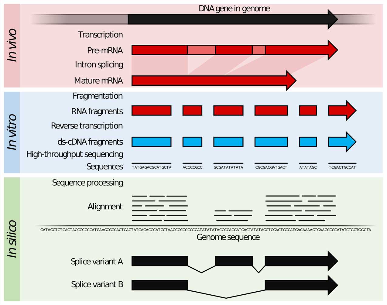 Schematic of RNA-Seq technology.