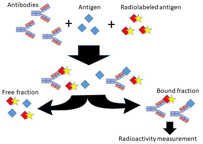Fig.1 Radioimmunoassay. (From Wikipedia: https://commons.wikimedia.org/wiki/File:Radioimmunoassay_process.png.)