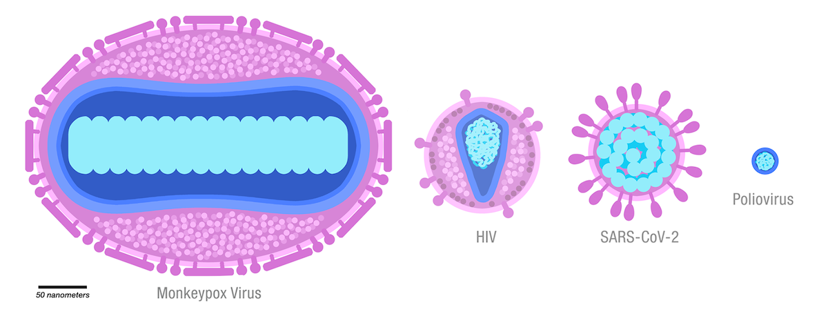 Fig.11 Monkeypox viruses. (From Wikipedia: PDB-101.rcsb.org - Direct source: https://pdb101.rcsb.org/learn/flyers-posters-and-calendars/flyer/poxviruses, https://commons.wikimedia.org/wiki/File:Monkeypox_viruses_scale.png)