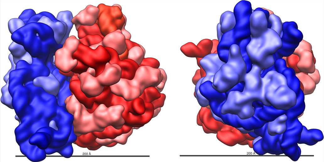Fig.19 Ribosome. (From Wikipedia: By Vossman - Own work. https://commons.wikimedia.org/wiki/File:Ribosome_shape.png)