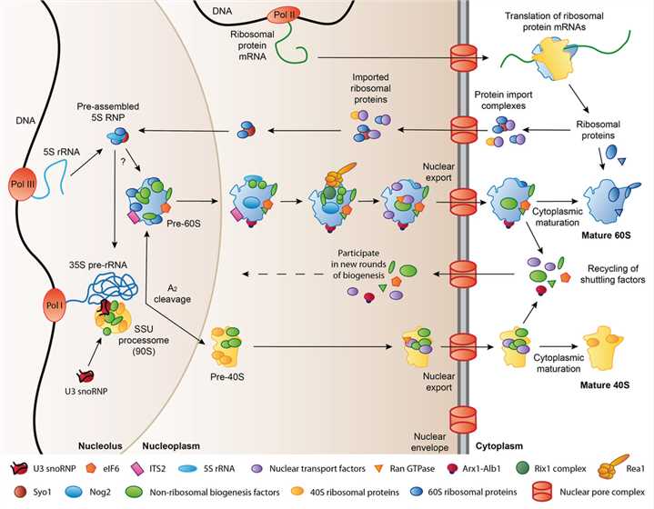 Schematic illustration of the mechanism of ribosome biogenesis in eukaryotes.