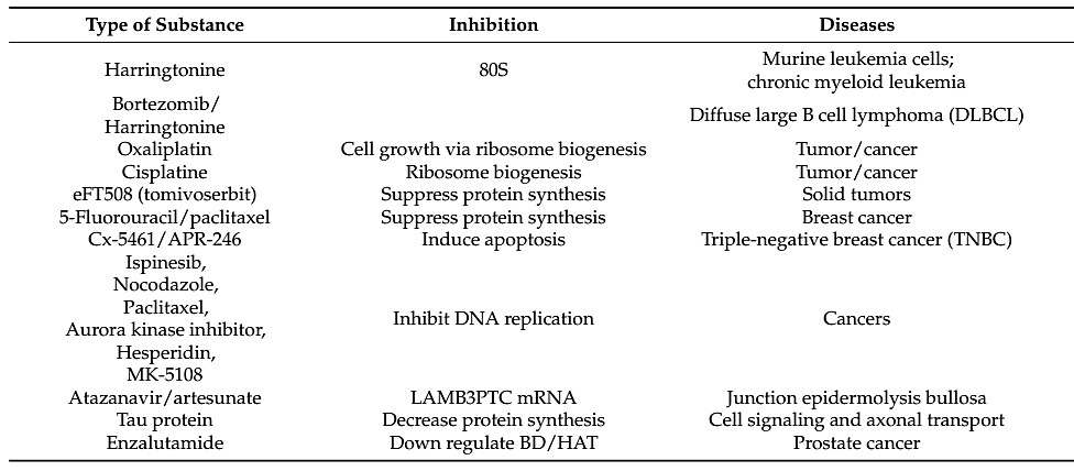Ribosome-an Aussichtsreich Target for Cancer Therapy