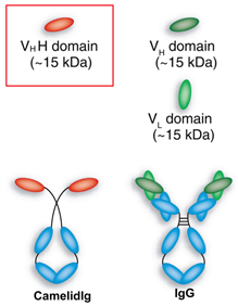 A schematic representation of sdAb and antibody domains.