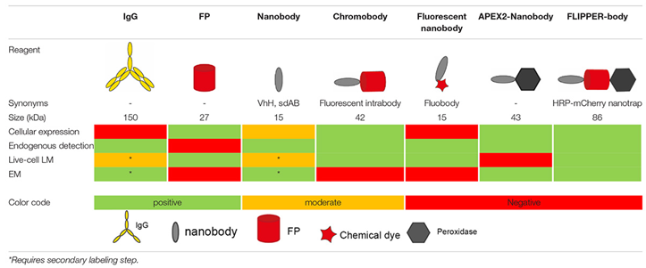 Overview of different probes used in microscopy.