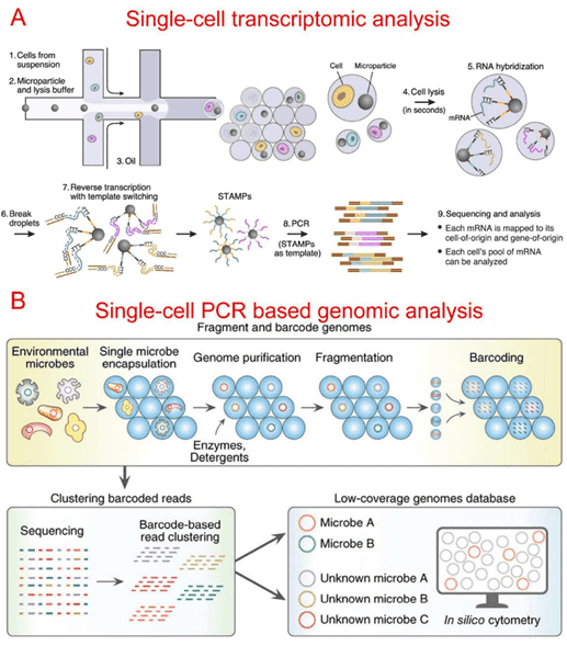 Single-cell transcriptomic and genomic analysis based on Microfluidics.