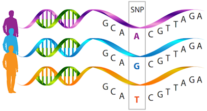 Single-nucleotide polymorphisms (SNPs).