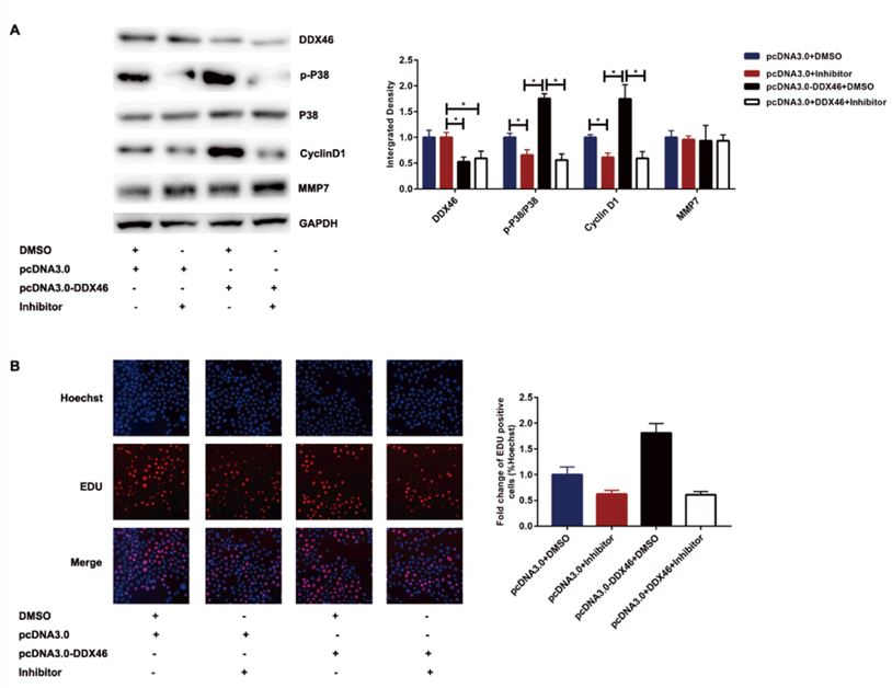 Research data demonstrating that DDX46 accelerates the proliferation of glioblastoma by activating the MAPK-p38 signaling.