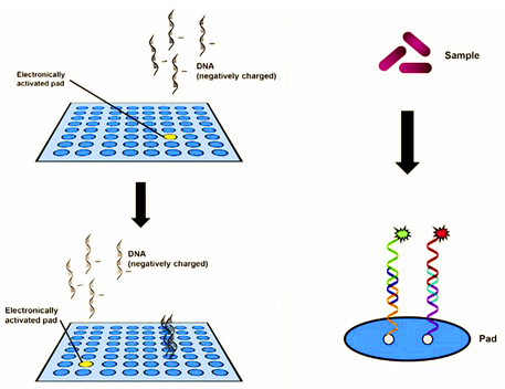 Schematic illustration of the procedure of electronic microarray.