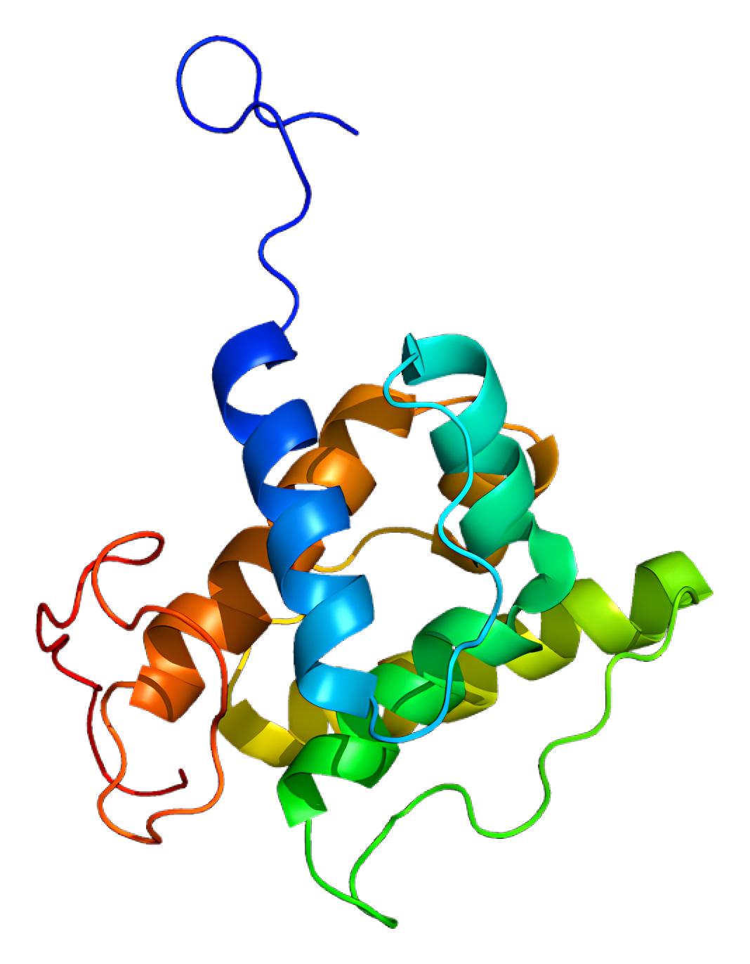 Fig.1 TAGLN2. (From Wikipedia: By Emw - Own work, https://commons.wikimedia.org/wiki/File:Protein_TAGLN2_PDB_1wym.png)