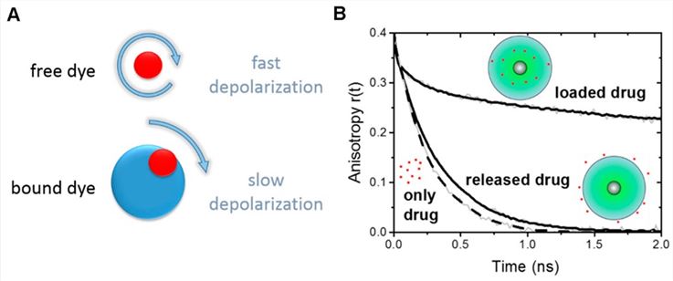 Fig.1 The sensitivity of TRFIA anisotropy curves, r(t), was assessed to evaluate the conjugation state between the nanocarrier and the fluorescent drug (mimetic).