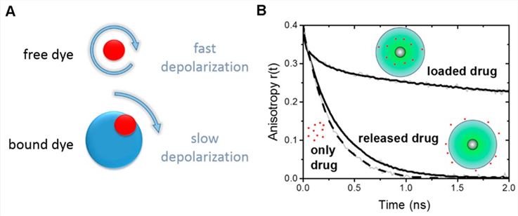 (A) Schematic diagram depicting the depolarization rates of free and nanocarrier bound fluorescent dye molecules; (B) Example of time-resolved fluorescence anisotropy curves r(t) of NR, free and loaded onto CMS nanocarriers (CMS/NR). Loaded drug: CMS/NR dissolved in an aqueous solution; released drug: CMS/NR in DMSO; only drug: NR in DMSO.