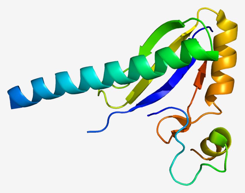 Structure of the U2AF1 protein.