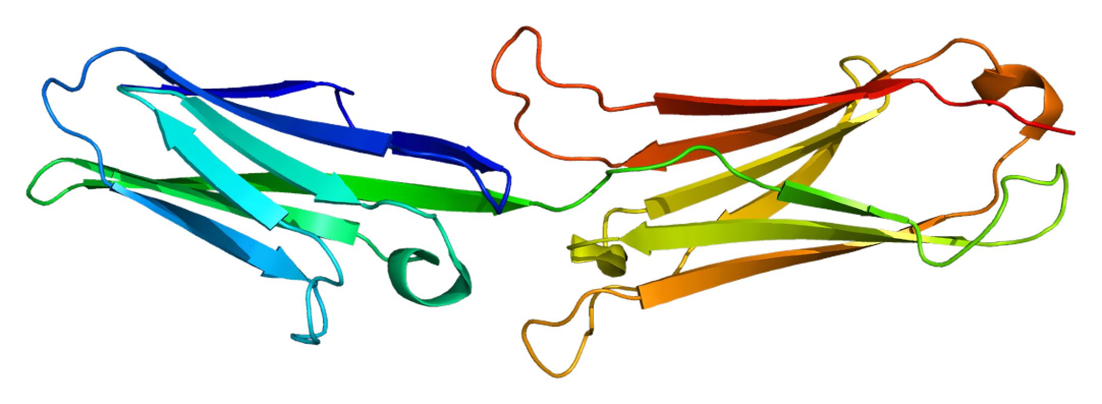 Fig.1 Human VCAM1. (From Wikipedia: By Emw - Own work, https://commons.wikimedia.org/wiki/File:Protein_VCAM1_PDB_1ij9.png)
