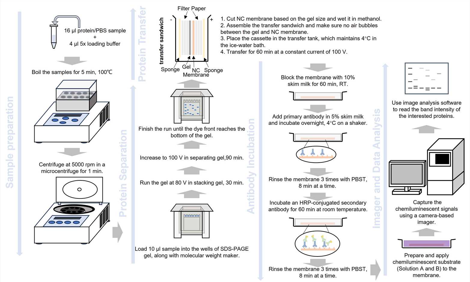 Fig.1 WB workflow. (Creative Biolabs Original)