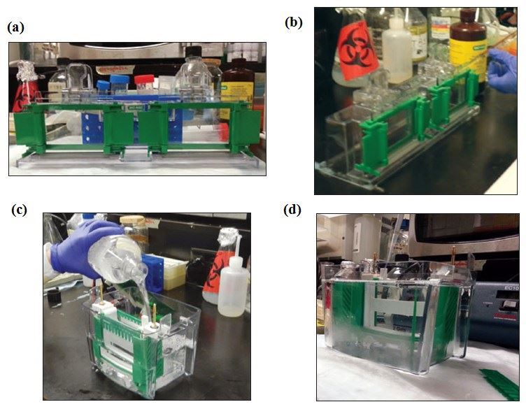 (a) Assembled rack for gel solidification; (b) Add gel solution using a transfer pipette; (c) Add running buffer to the electrophorator; (d) Add samples and molecular marker to the gel, after removing the combs.