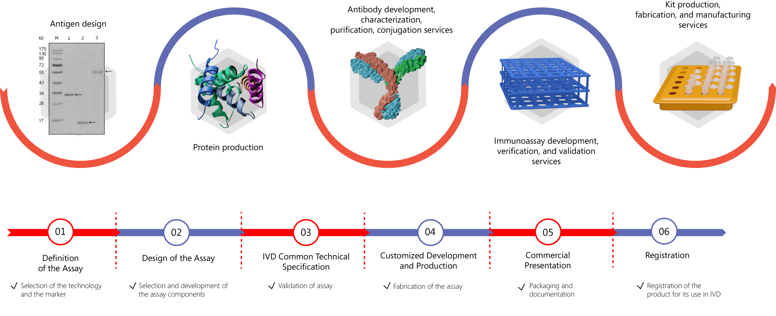 IVD Antibody & Immunoassay Development Services for IDH3α Biomarker