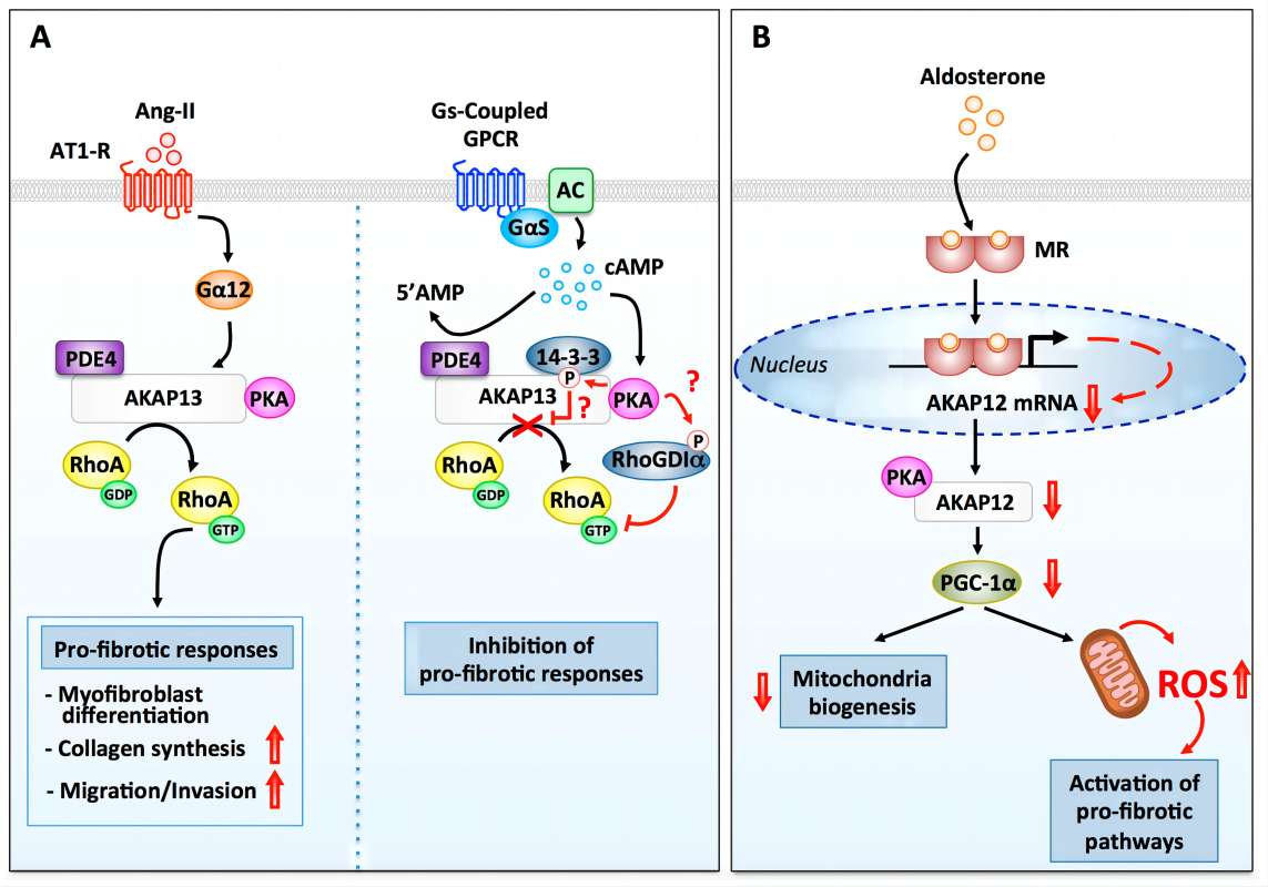 Functions of AKAP13 in ventricular fibroblasts.