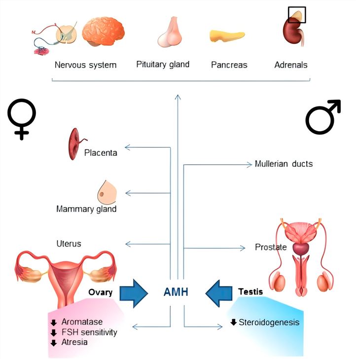Main AMHR2-expressing organs and effects of AMH in the gonads.