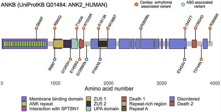 Schematic representation of ANK2 variants.