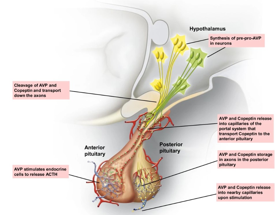 Synthesis and release of AVP and copeptin in hypothalamus and pituitary.