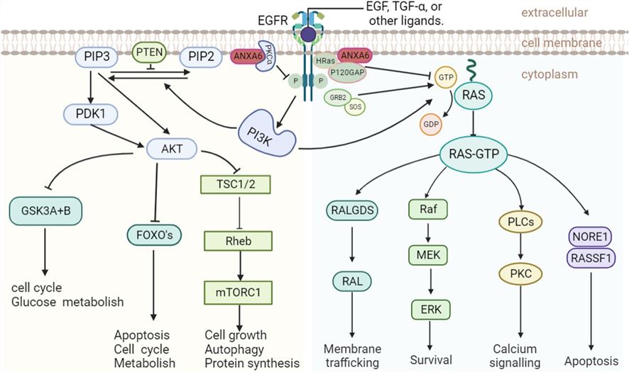 Signaling pathways associated with ANXA6.