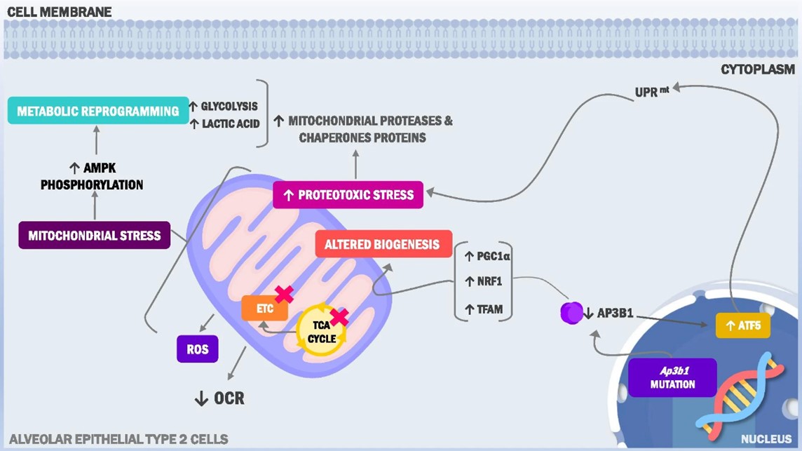 Mechanism model of AP3B1 mutation/deficiency in HPS2.