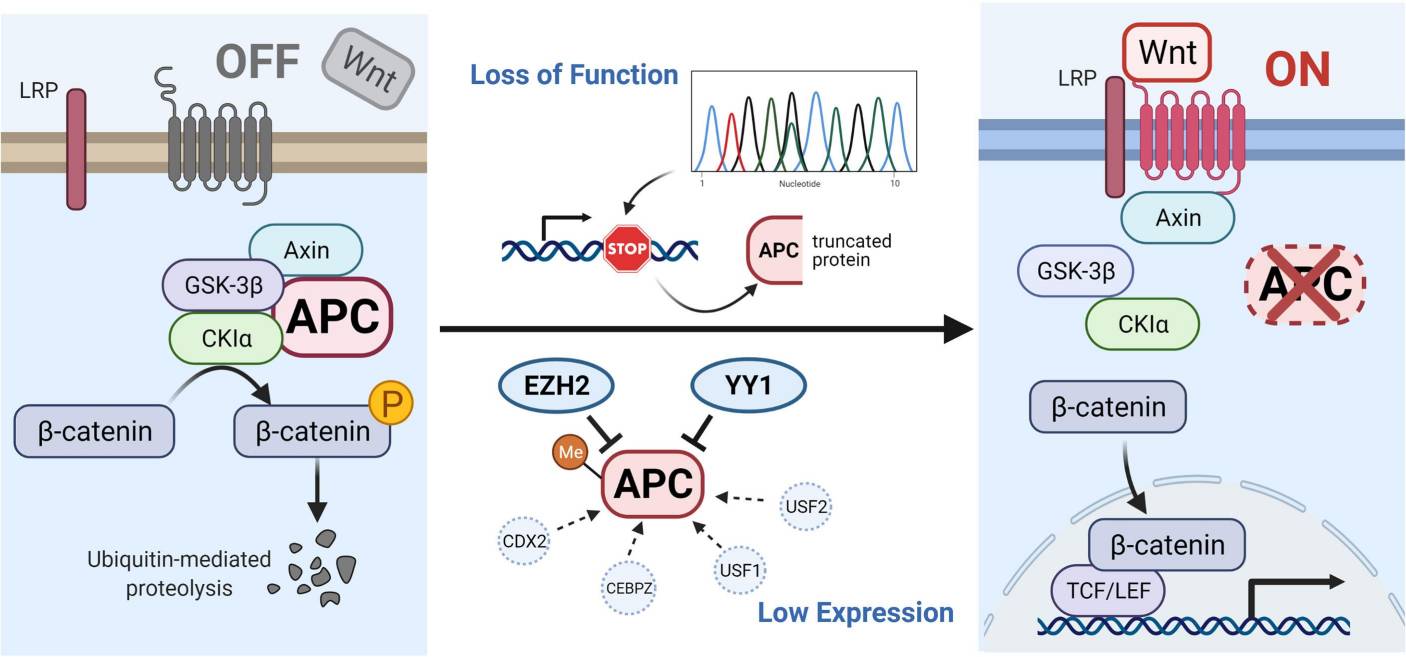 APC gene-related pathways and interactive genes.