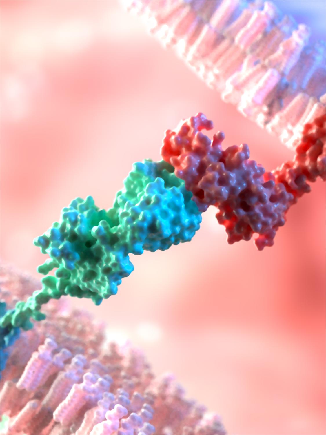 Fig.3 Aptamers on the cell surface. (Creative Biolabs Authorized)