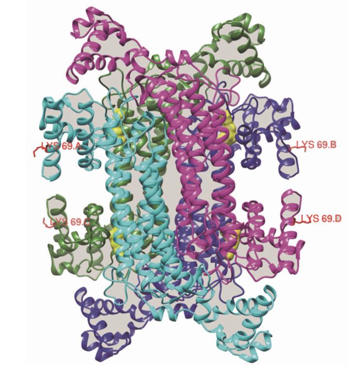 Structure of the ASL protein.