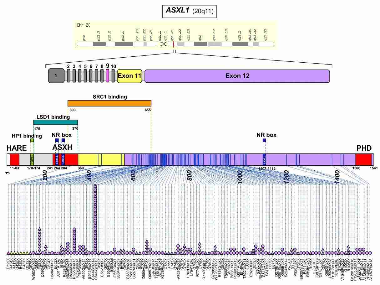 Distribution of ASXL1 mutations.