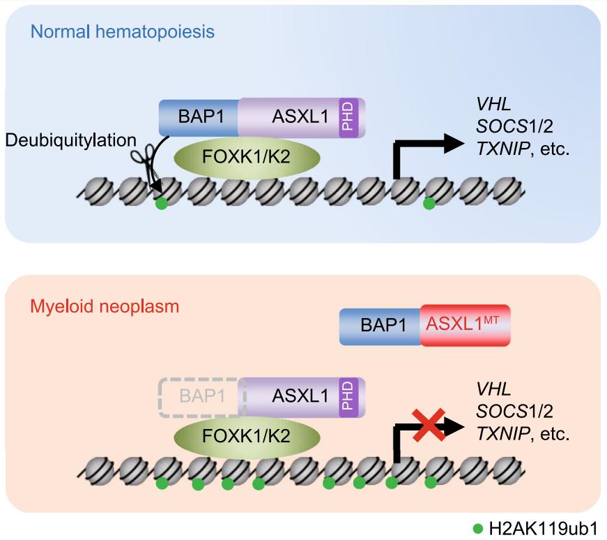 ASXL1 protein complex working model.