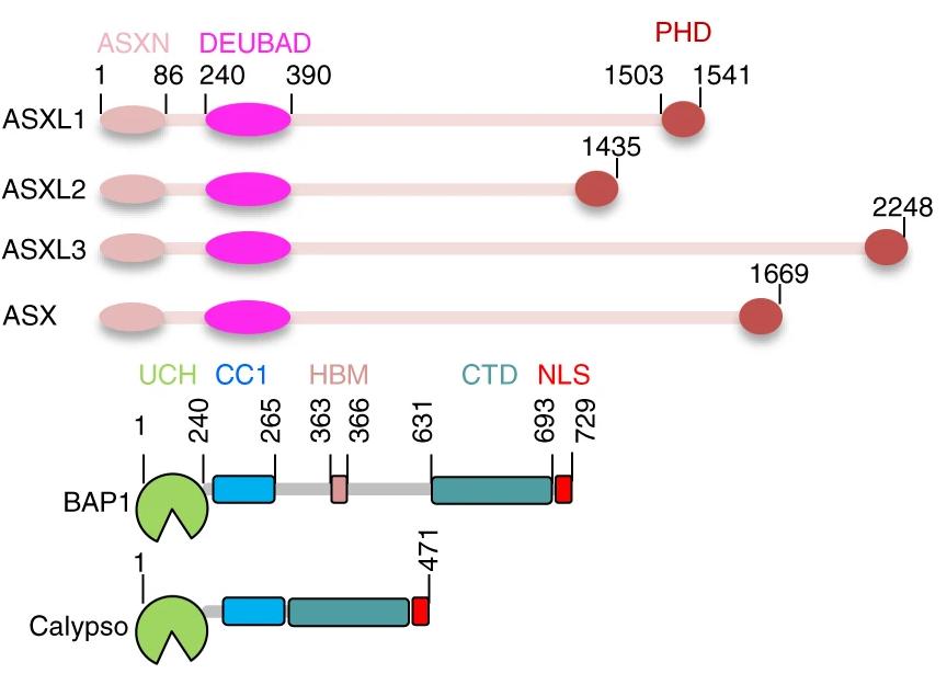 ADiagram of SXLs protein family.