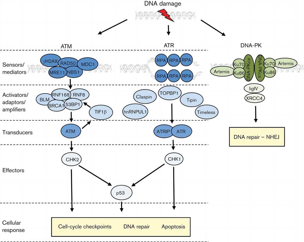 Fig.1 ATR related pathway. (Turnell & Roger, 2012)