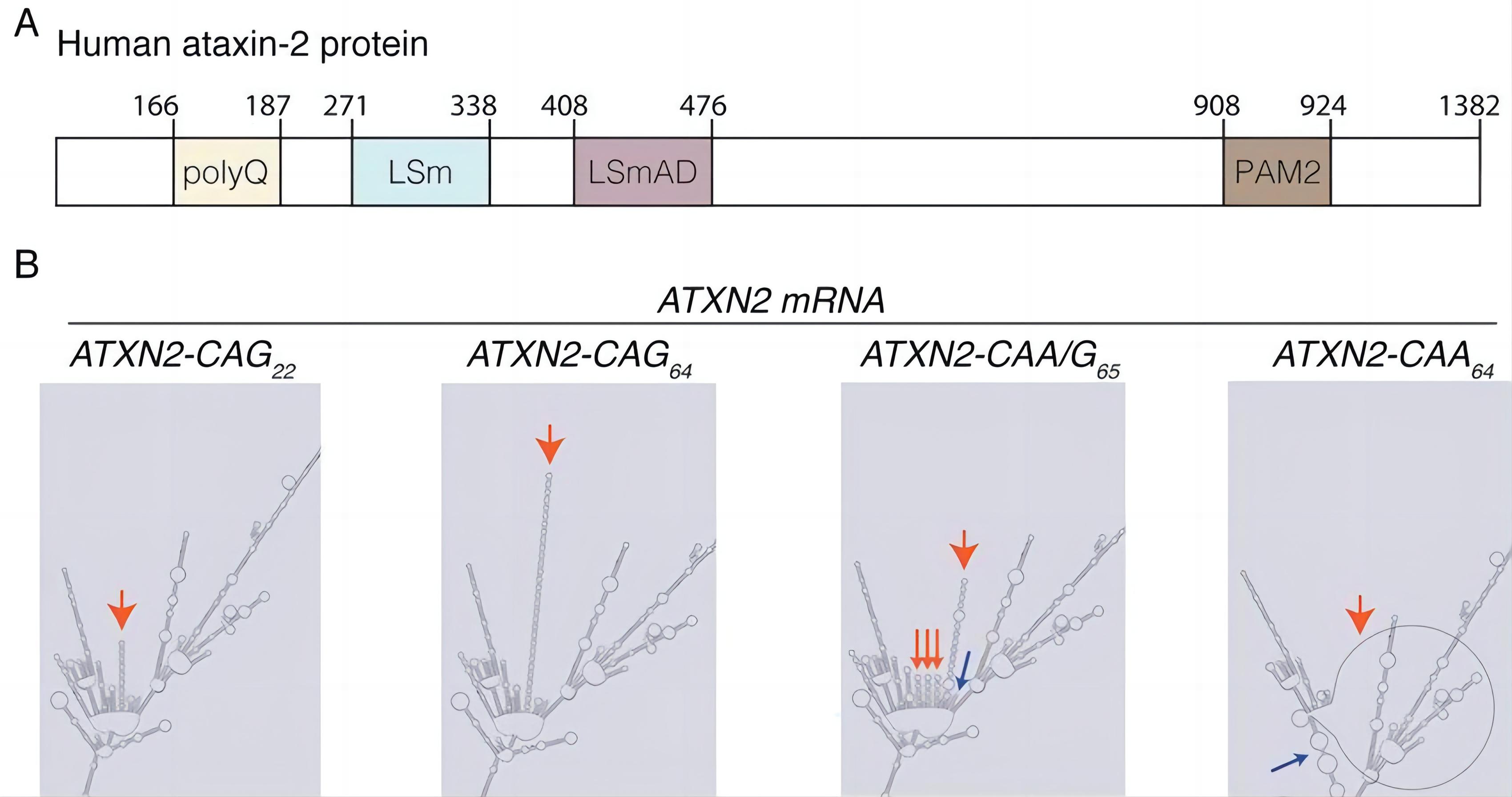 Fig.1 ATXN2. (McGurk, et al., 2021)