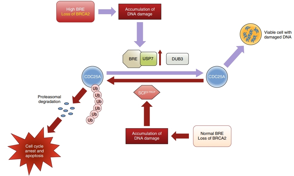 The survival of BRCC45 overexpressed BRCA2-deficient cells.