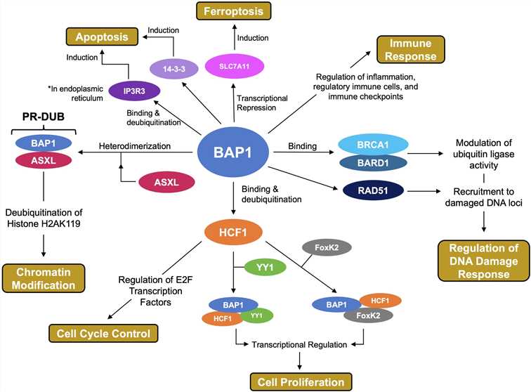 Fig.1 BAP1 functional roles. (Louie & Kurzrock, 2020)