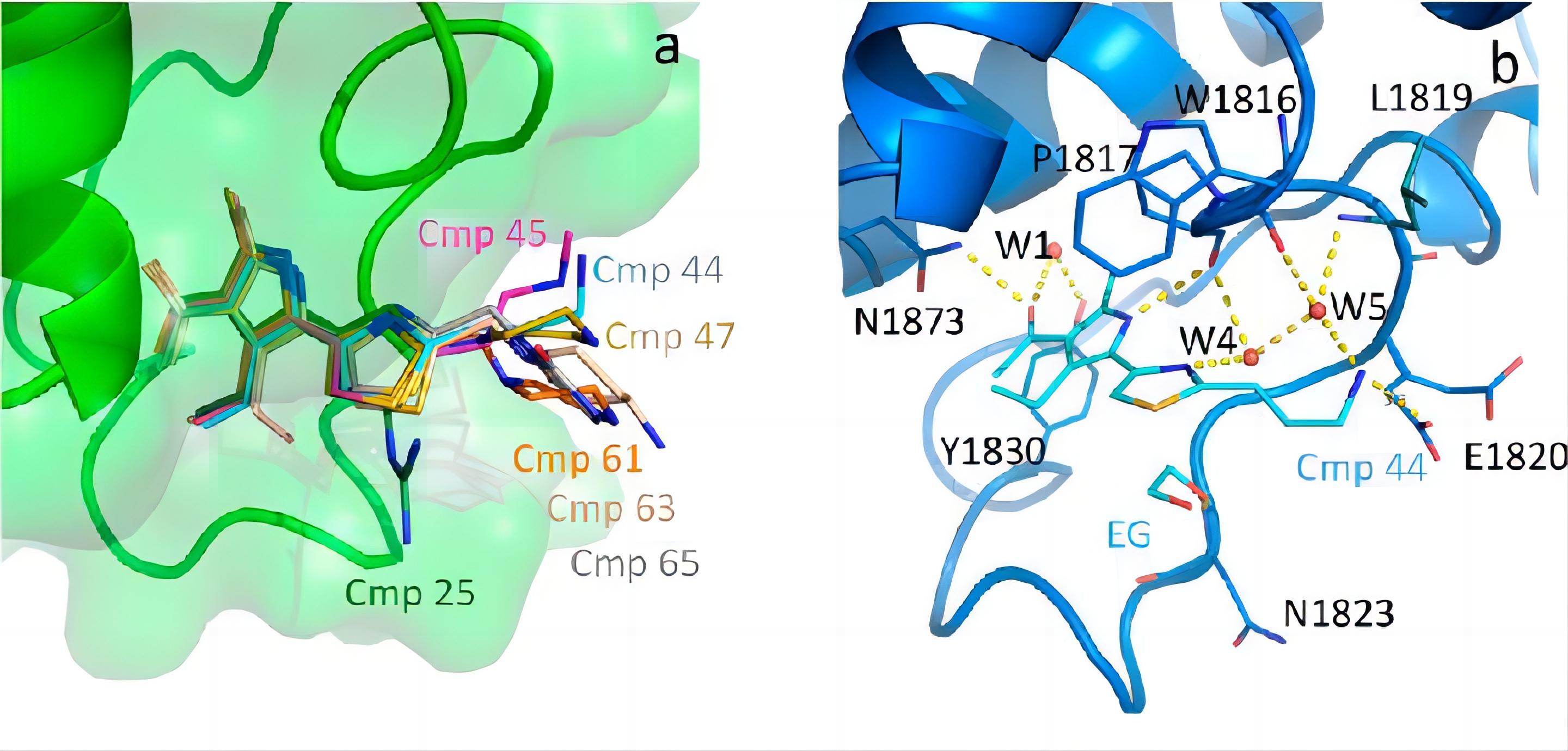 Fig.1 BAZ2A binds acetylpyrrole. (Dalle Vedove, et al., 2022)