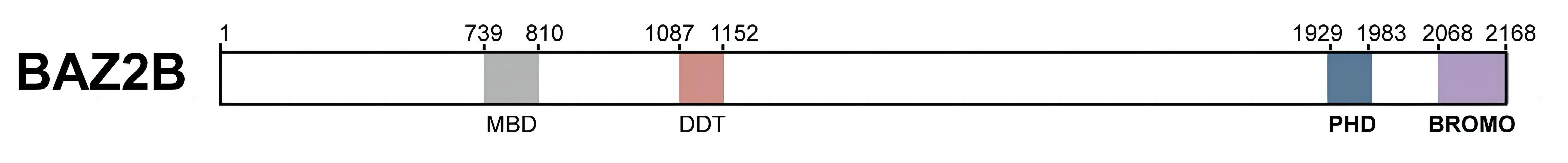 Fig.1 BAZ2B. (Tallan, et al., 2015)