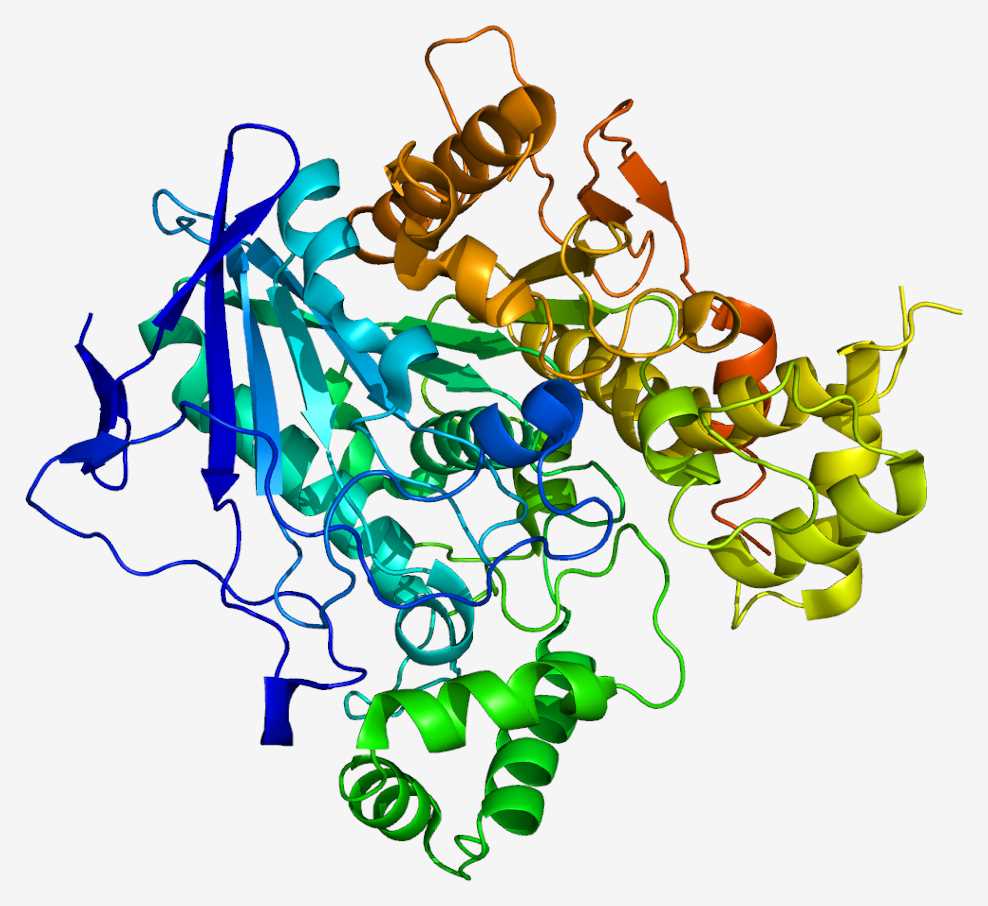 Fig.1 BCHE. (From Wikipedia: By Emw - Own work, https://commons.wikimedia.org/wiki/File:Protein_BCHE_PDB_1p0i.png)