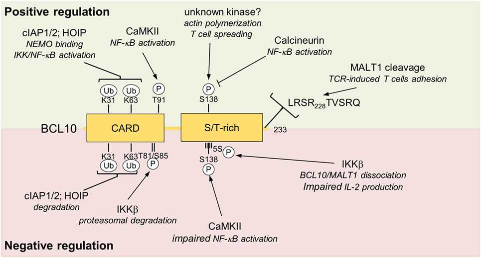 Molecular structure of BCL10 and its regulations.