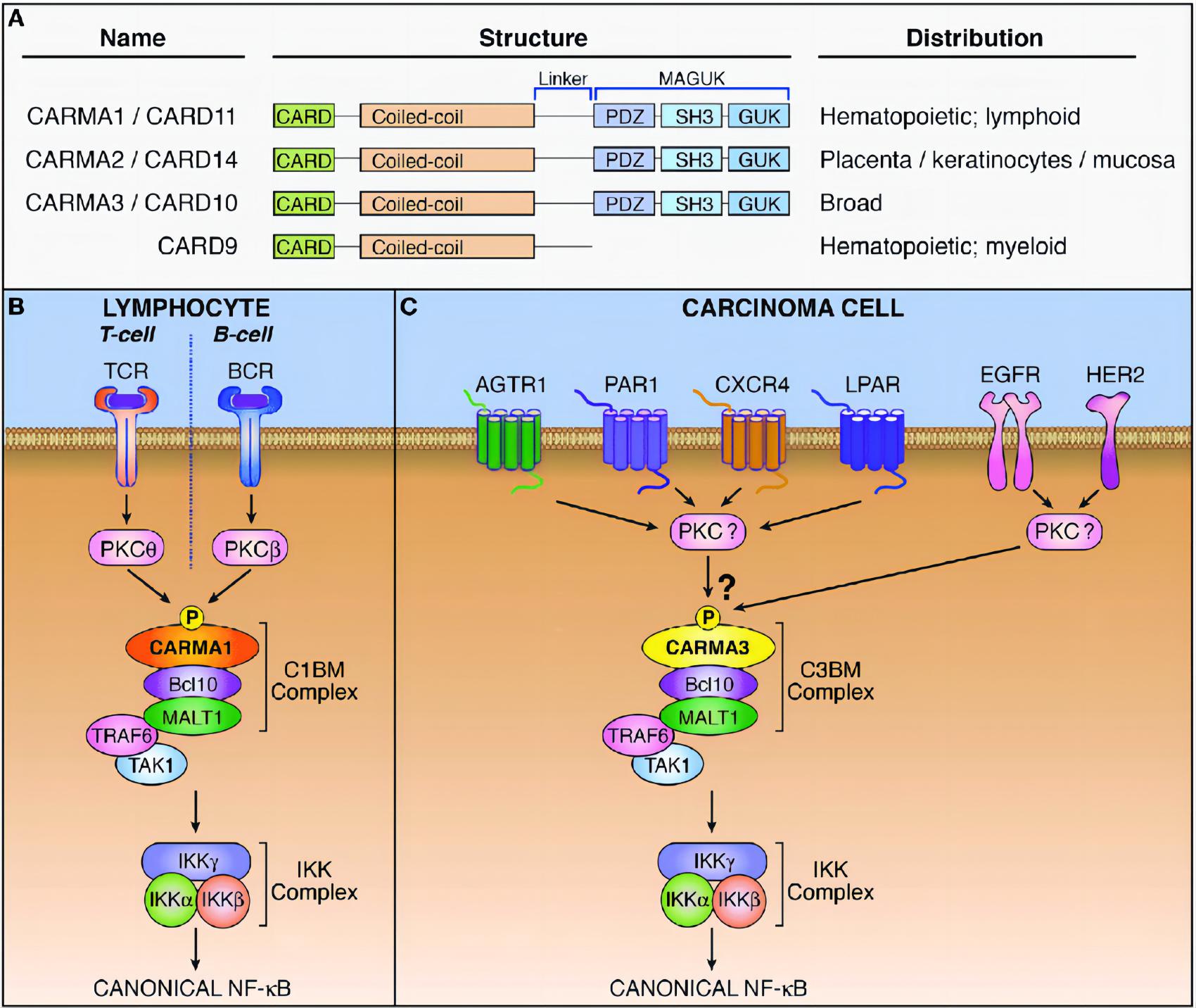 Fig.2 CBM complex signaling. (McAuley, et al., 2018)
