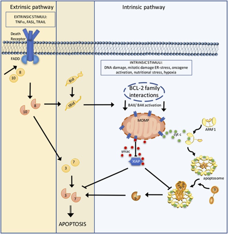 The extrinsic and intrinsic apoptotic pathways.