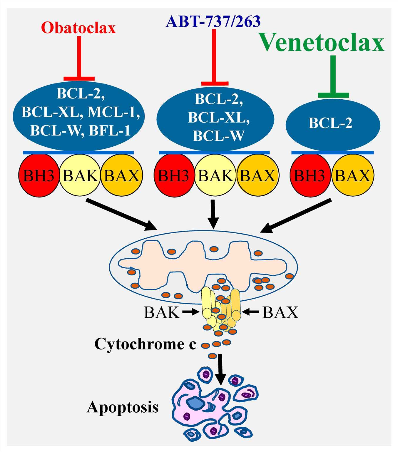 Specificity of various types of BCL2 inhibitors and induction of apoptosis.