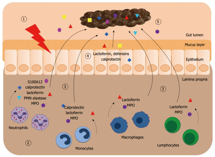 Fecal markers of intestinal inflammation.