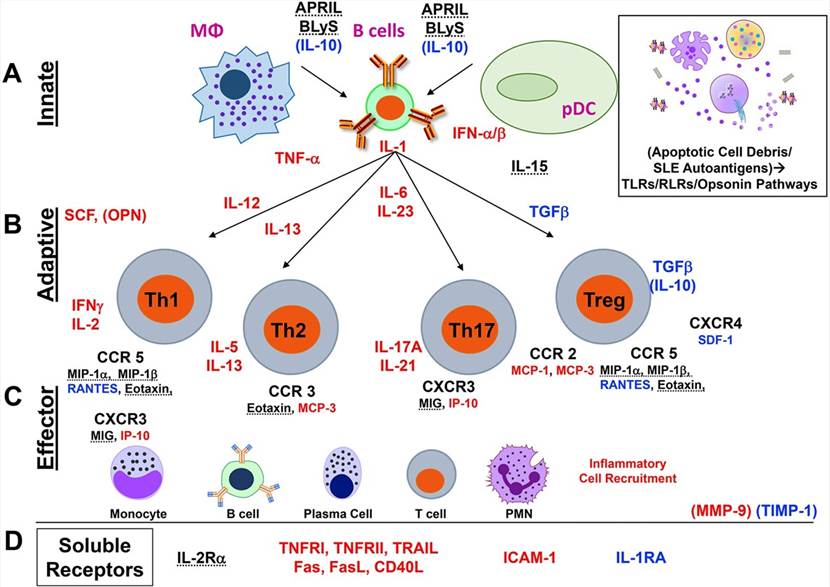 A schematic diagram of altered soluble mediators in SLE patients associated with heightened clinical disease activity and risk of imminent clinical disease flare.