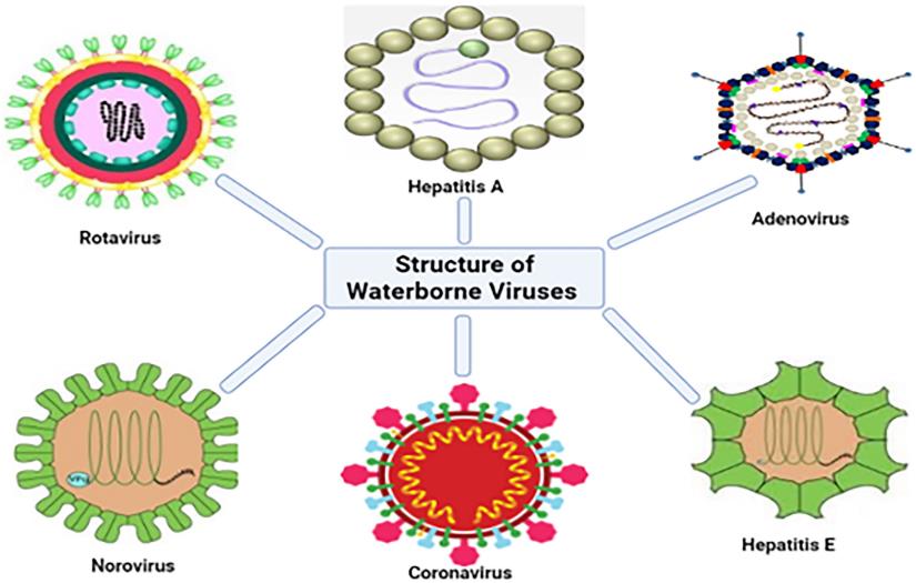 Fig.1 Structures of several viruses found in water. (Lanrewaju, et al., 2022)