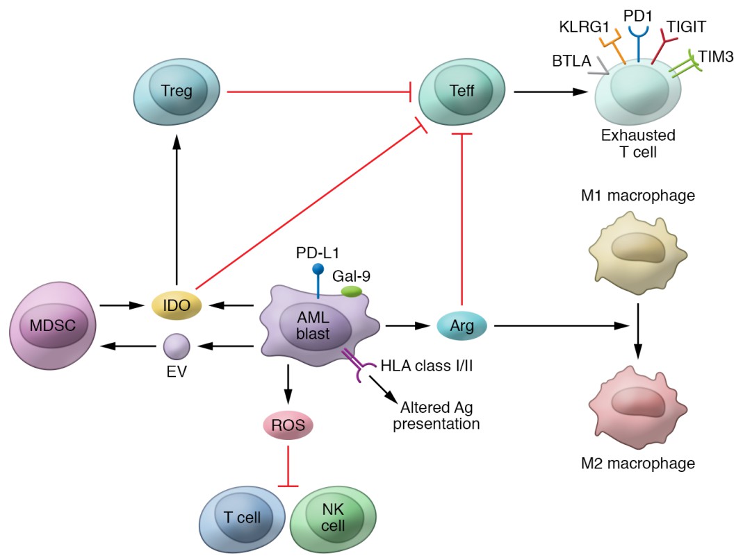 The processes in the pathologic immune microenvironment of acute myeloid leukemia.