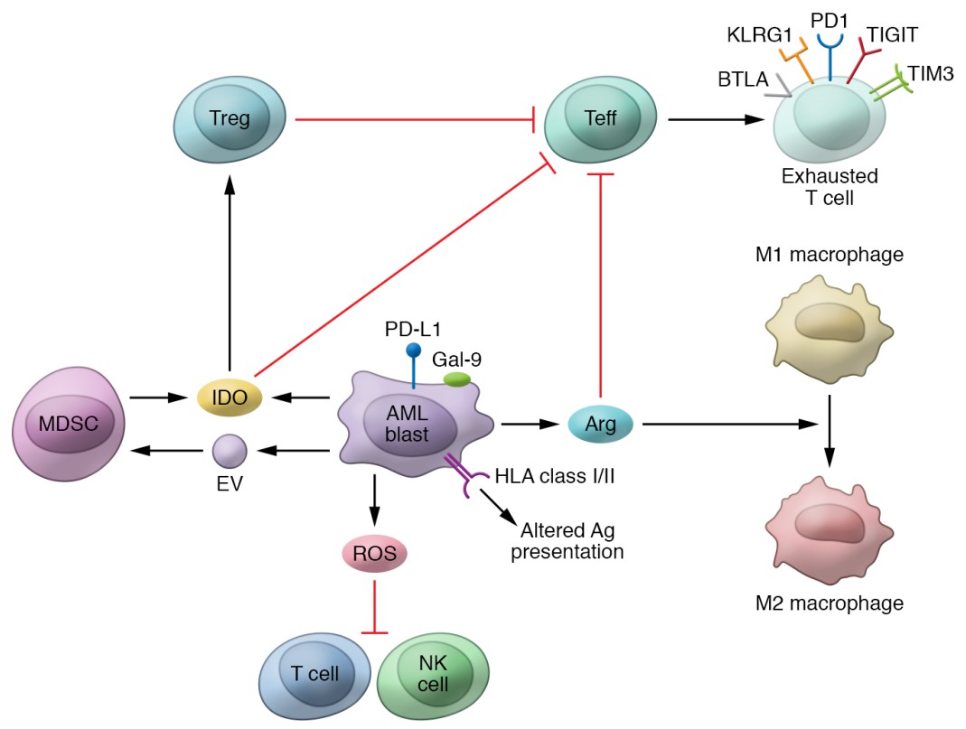 The pathologic immune microenvironment of acute myeloid leukemia. (Vago, et al., 2022)